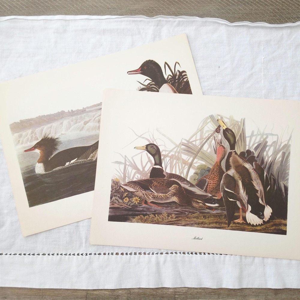 Pair of Audubon Lithograph Duck Prints